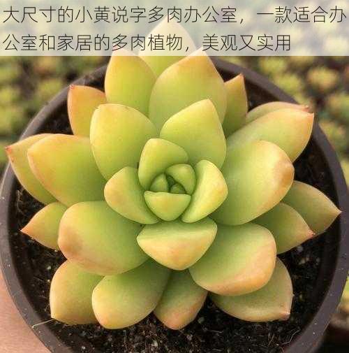 大尺寸的小黄说字多肉办公室,一款适合办公室和家居的多肉植物,美观又实用