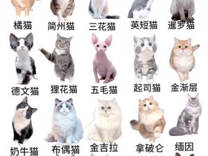 猫旅馆探秘：猫咪口味偏好全解析