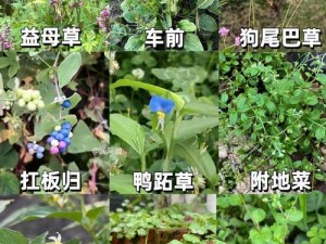 野草乱码一二三四区别—野草乱码四的区别在哪里？