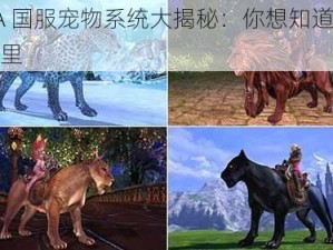 TERA 国服宠物系统大揭秘：你想知道的都在这里