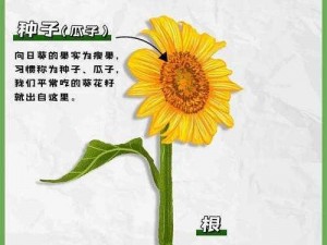 丝瓜草莓向日葵卐卍【如何在庭院中巧妙搭配丝瓜、草莓、向日葵的种植？】