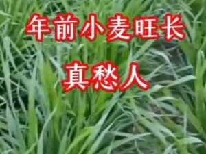 年长的麦子为什么要交换？怎样交换？有何风险？