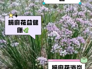 麻花社交有什么用？如何利用它解决社交痛点？