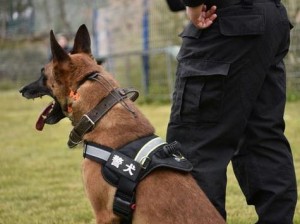 k9 调狗的任务：训练出工作能力超强的警犬