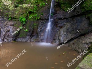 森林 forest 水是如何获得的？