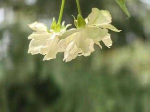 榴莲草莓香蕉秋葵绿樱花(榴莲、草莓、香蕉、秋葵、绿樱花，这些水果和蔬菜你都了解吗？)