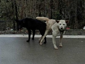 狗配人会锁住多长时间能分开-狗配人后锁住时间与多种因素有关，一般为 30 秒到 1 分钟