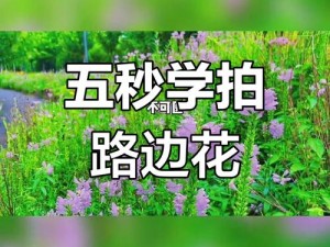 野花高清在线视频免费观看 6：为何你还在苦苦寻找？怎样轻松享受？