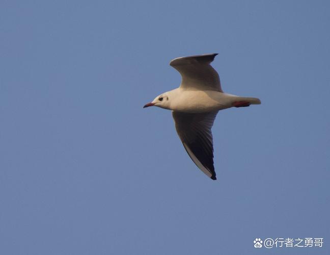 蓝天飞行队传奇故事:手机壁纸翱翔天际的探险物语分享