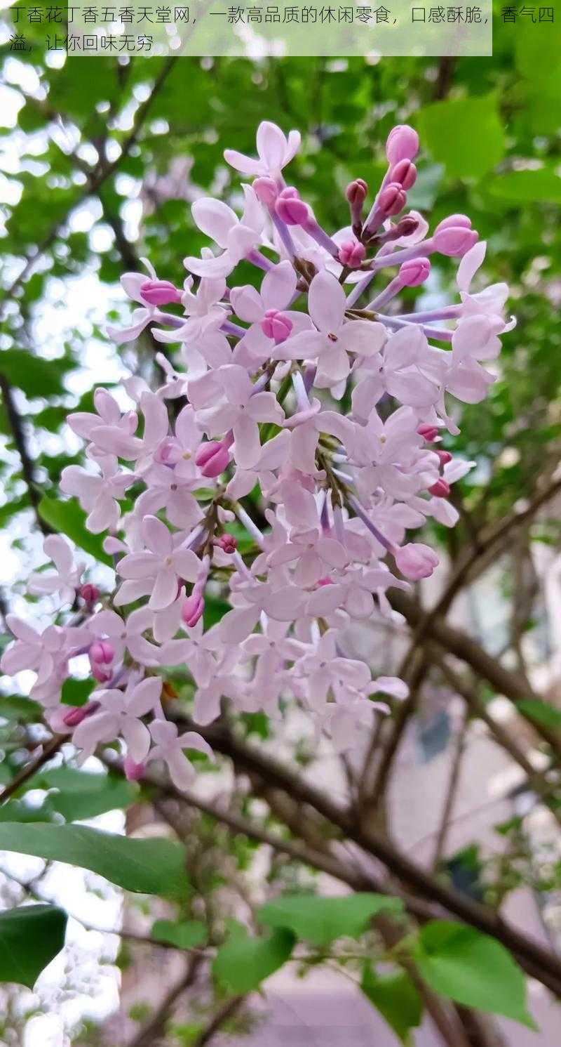 丁香花丁香五香天堂网，一款高品质的休闲零食，口感酥脆，香气四溢，让你回味无穷