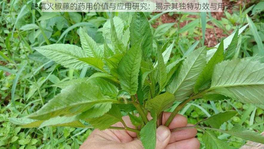 缺氧火椒藤的药用价值与应用研究：揭示其独特功效与用途