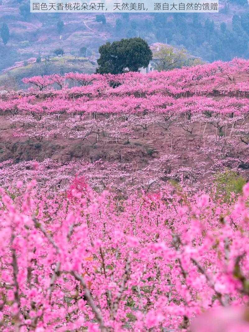 国色天香桃花朵朵开，天然美肌，源自大自然的馈赠