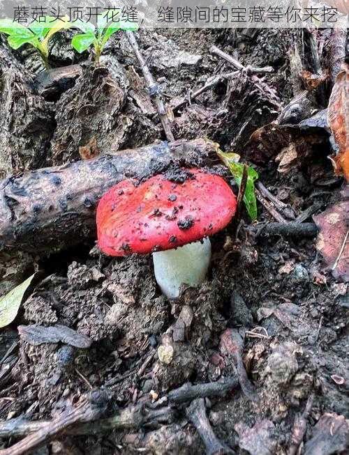 蘑菇头顶开花缝，缝隙间的宝藏等你来挖