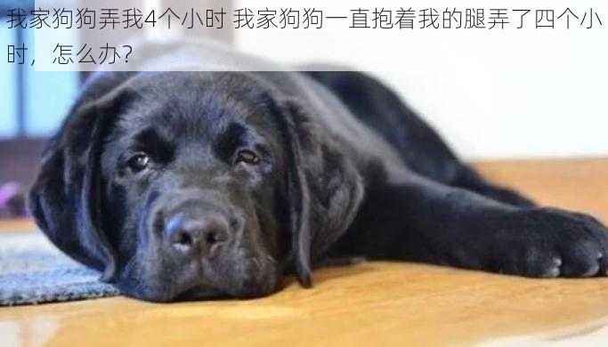 我家狗狗弄我4个小时 我家狗狗一直抱着我的腿弄了四个小时，怎么办？