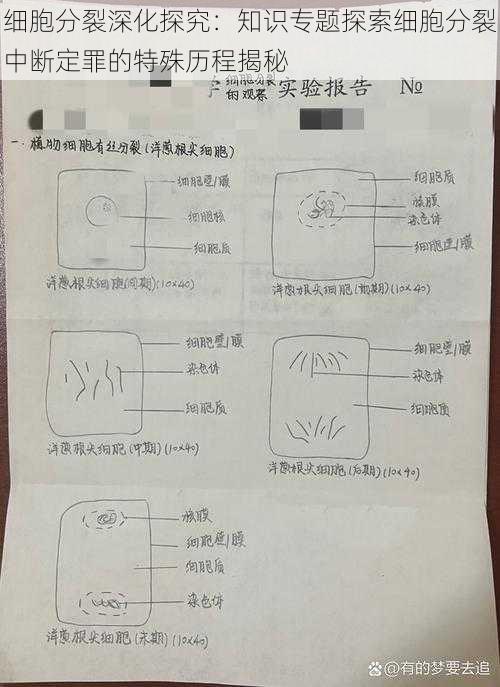 细胞分裂深化探究：知识专题探索细胞分裂中断定罪的特殊历程揭秘