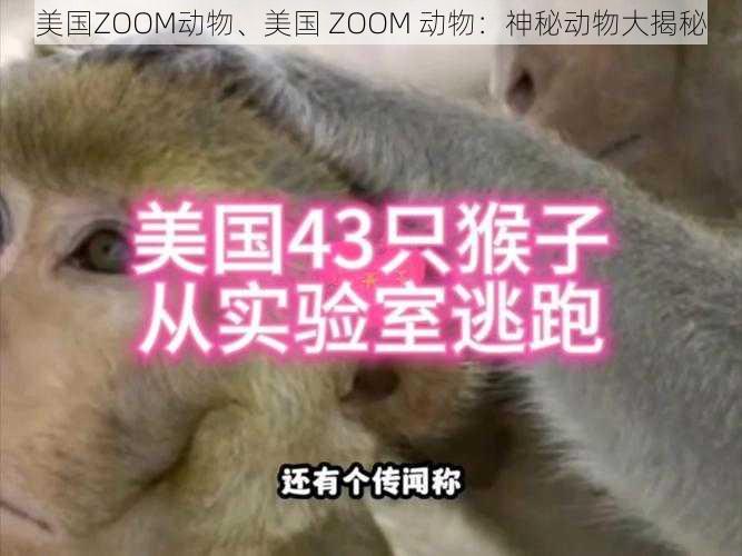 美国ZOOM动物、美国 ZOOM 动物：神秘动物大揭秘