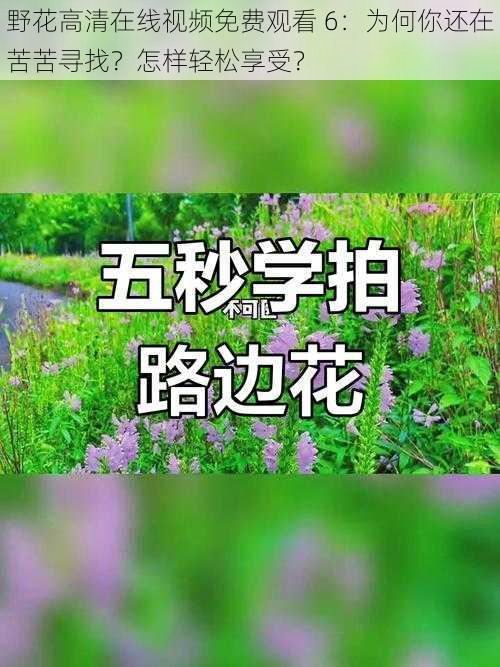 野花高清在线视频免费观看 6：为何你还在苦苦寻找？怎样轻松享受？