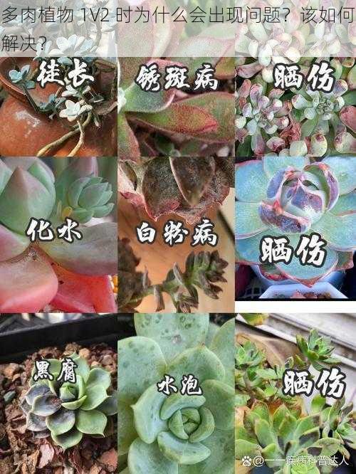 多肉植物 1V2 时为什么会出现问题？该如何解决？