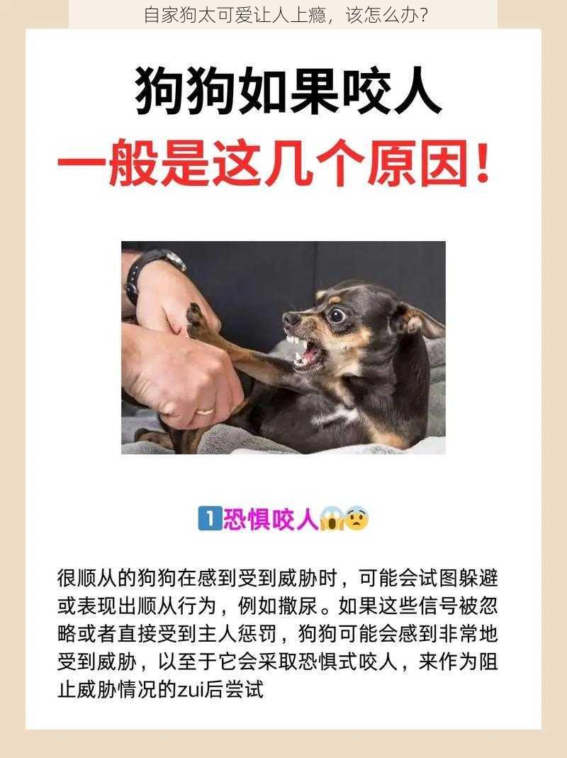 自家狗太可爱让人上瘾，该怎么办？