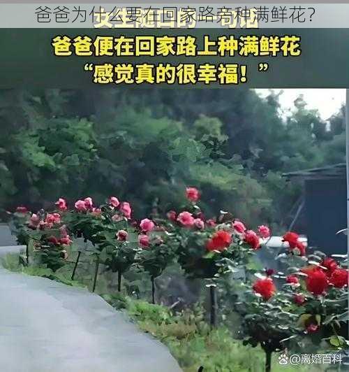 爸爸为什么要在回家路旁种满鲜花？