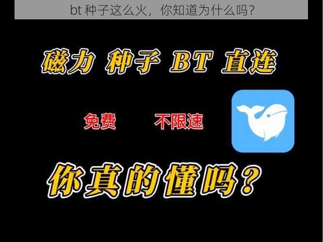 bt 种子这么火，你知道为什么吗？