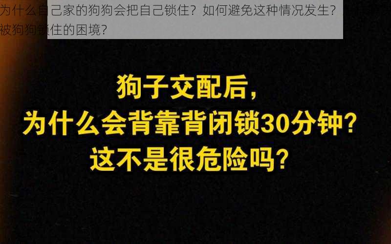 为什么自己家的狗狗会把自己锁住？如何避免这种情况发生？怎样解决被狗狗锁住的困境？