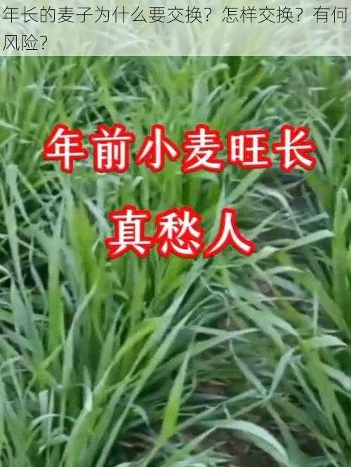 年长的麦子为什么要交换？怎样交换？有何风险？