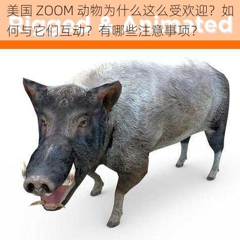 美国 ZOOM 动物为什么这么受欢迎？如何与它们互动？有哪些注意事项？